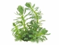 Preview: Guyana-Tausendblatt - Myriophyllum sp. ´Guayana´